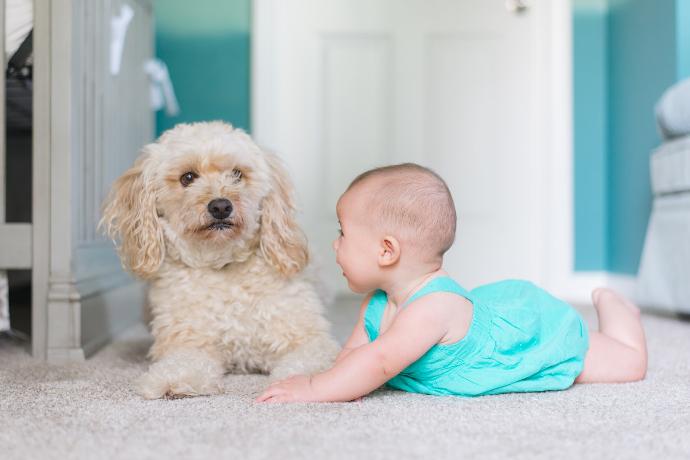 Pet hair cleaning